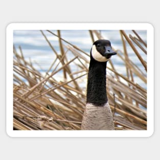 Canada Goose No.5 Sticker